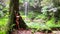 girl leaning huge tree in rainforest background waterfall