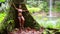 girl leaning huge tree in rainforest background waterfall