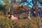 A girl lies on the grass with a phone in her hands, a bicycle is standing nearby in the background, autumn sunny evening, forest