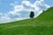 Girl lies on a green hill under a tree and photographed against a blue sky with clouds