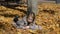 A girl lies on the leaves and reads a book in the autumn park on a sunny day