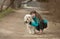 A girl with long brown hair aged 9 years in a sports blue jacket and black jeans with a white furry dog,