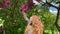 A girl with long red hair bends over and sniffs a lilac branch. Slow-moving