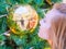 A girl looks at her distorted reflection in a golden ball hanging on a Christmas tree
