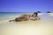 Girl lounging on the sand