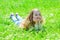 Girl lying on grass at grassplot, green background. Child enjoy spring sunny weather while lying at meadow. Peace and