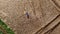 A girl lying on the ground in a wheat field. Top view. Aerial drone view.