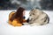 Girl is lying in snow next to a dog Alaskan Malamute and hugs his for a walk