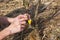 A girl makes a wild apple graft in early spring