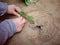 Girl making Tinny Mud House with tinny green tree