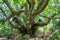 A girl and a man are sitting on the branches of a huge giant tree