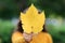 Girl with maple leaf as Canadian symbol. Isolated on yellow.