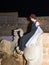A girl - a member of the Knights of Jerusalem club, dressed in the traditional costume of a medieval lady, sits on a bull statue a