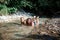 Girl and mom bath in stream river in forest, natural pool, spa, freshness, wildlife. Green tourism