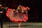 A girl in a national dress dances a gypsy dance