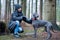 Girl owner training beautiful dog blue Weimaraner breed  outdoors, dog listens to the command and looks into the distance