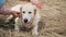 Girl petting adorable dog