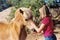 Girl petting horse