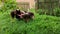 Girl petting an old sick street dog in the garden.