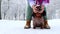 Girl petting red longhaired dachshund outdoor in winter park, little fluffy dog wearing winter clothing