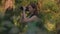 Girl photographer traveler walking with camera in woodland takes photos of nature in summer. Wanderlust. Handheld video