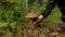 The girl pick mushroom in the forest