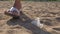 Girl pick up plastic trash at the child`s playground or sandy beach.