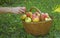 Girl picked apples in a basket