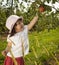 Girl picking apple