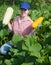 Girl picking marrow in the field