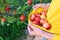 Girl picking red ripe summer apples