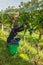 Girl picking sweet organic juicy grapes in autumn. Close up of fresh grapes in a vineyard, panoramic background, grape harvest