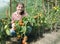 Girl picking tomato in the hothouse