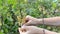 Girl picks currant from a bush