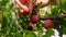 Girl picks delicious ripe plums from fruitful green tree