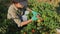 Girl picks ripe red tomatoes from a bush