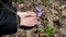 Girl picks small violets flowers between the dry leaves