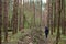 A girl in a pine forest in a clearing cut down, trees. Felling. The grass is green around tall slender trees. Passage in the fores