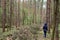 A girl in a pine forest in a clearing cut down, trees. Felling. The grass is green around tall slender trees. Passage in the fores