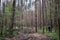 A girl in a pine forest in a clearing cut down, trees. Logging, branches. The grass is green around tall slender trees. Passage