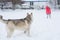 A girl in a pink jacket and hat girl gives commands to a Husky d