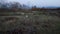 A girl in a pink suit walks with three dogs in the field