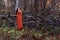 Girl in plaid stands near downed trees in forest