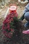 Girl planting chrysanthemums