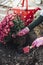 Girl planting chrysanthemums