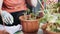 Girl planting flowers in brown pots. The camera shoots large in motion.