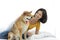 A girl playing with a dog in a white bed. A Shiba dog with a woman wearing a yellow shirt