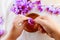 The girl plucks saffron stamens from a crocus.