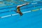 Girl Pool Diving Championships