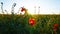 Girl on the poppy fields. Red flowers with green stems, huge fields. Bright sun rays.
